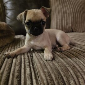 Chihuahua Smooth Coat