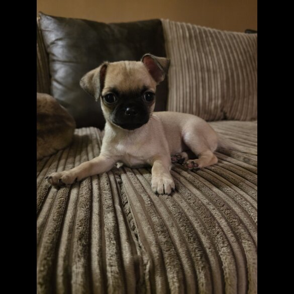 Chihuahua Smooth Coat