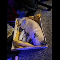 Chihuahua Smooth Coat