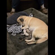 Chihuahua Smooth Coat