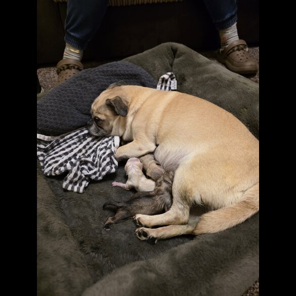 Chihuahua Smooth Coat