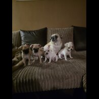 Chihuahua Smooth Coat