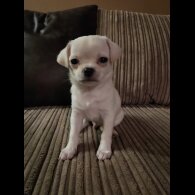 Chihuahua Smooth Coat