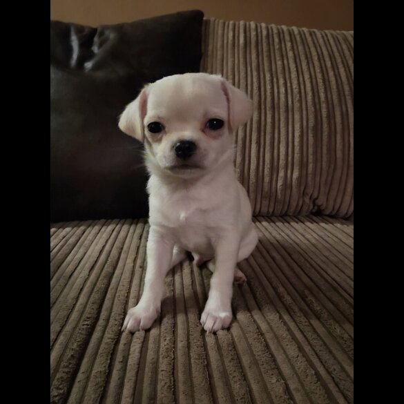 Chihuahua Smooth Coat