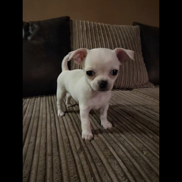 Chihuahua Smooth Coat