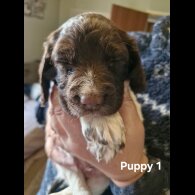 English Springer Spaniel