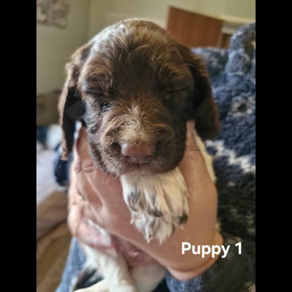 English Springer Spaniel