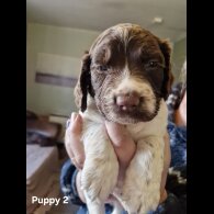 English Springer Spaniel