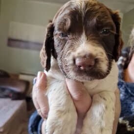 English Springer Spaniel