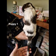 English Springer Spaniel