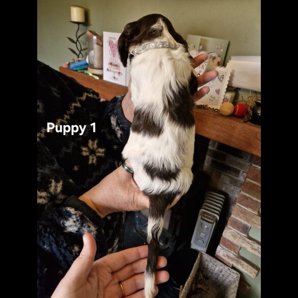 English Springer Spaniel