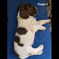 English Springer Spaniel