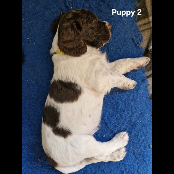 English Springer Spaniel