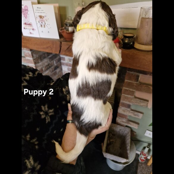 English Springer Spaniel