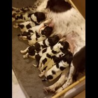 English Springer Spaniel