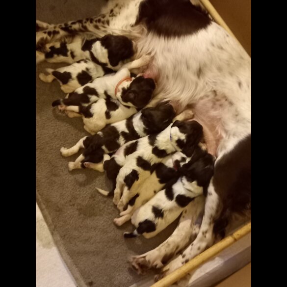 English Springer Spaniel