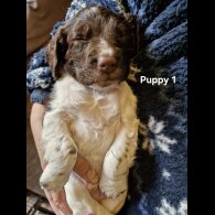 English Springer Spaniel