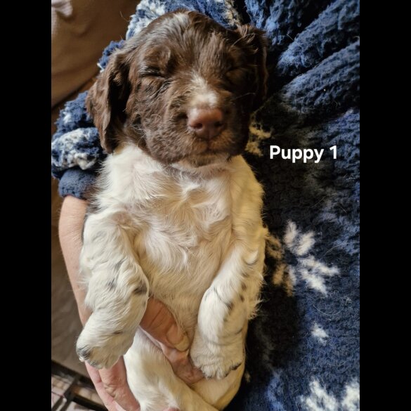 English Springer Spaniel