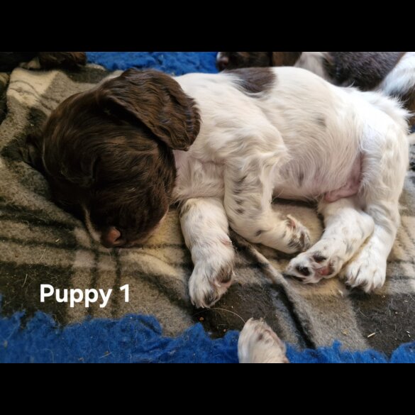 English Springer Spaniel