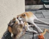 Japanese Akita Inu