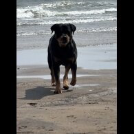 Rottweiler