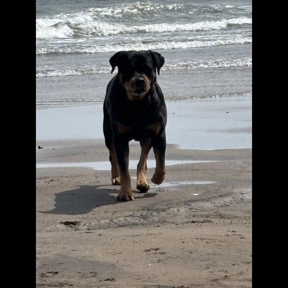 Rottweiler