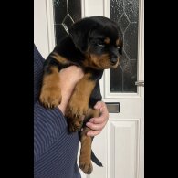 Rottweiler