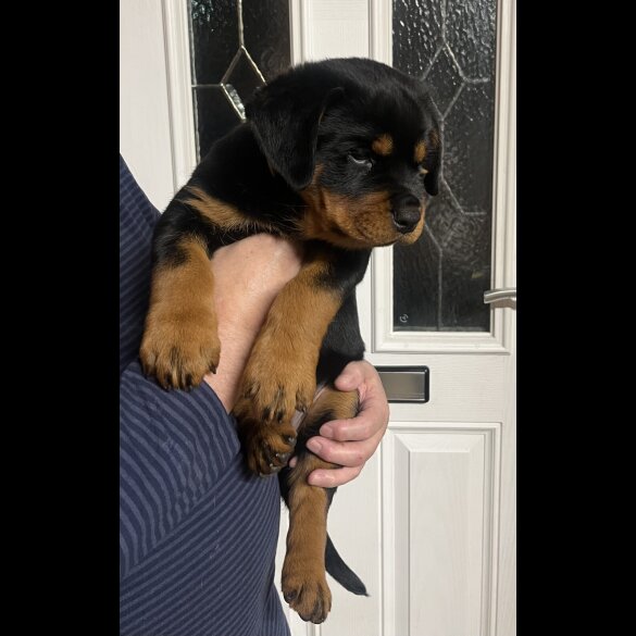 Rottweiler