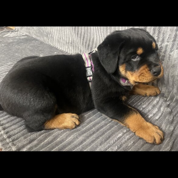 Rottweiler