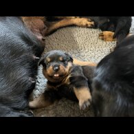 Rottweiler