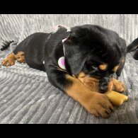 Rottweiler