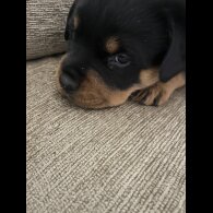 Rottweiler