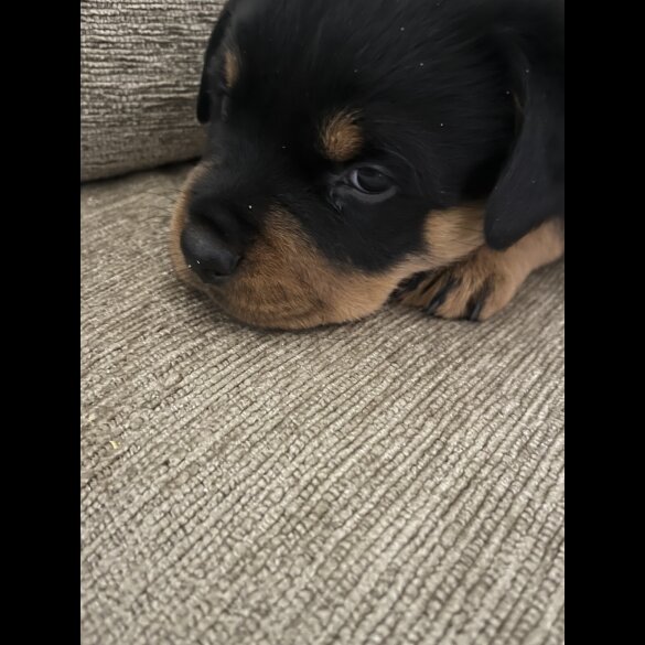 Rottweiler