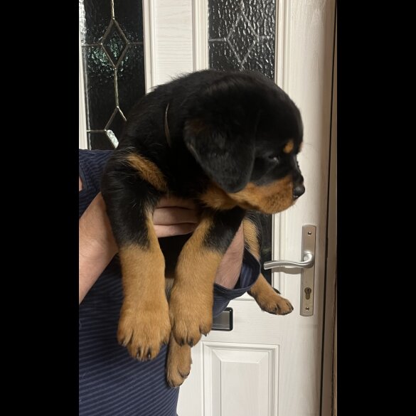 Rottweiler