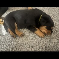 Rottweiler