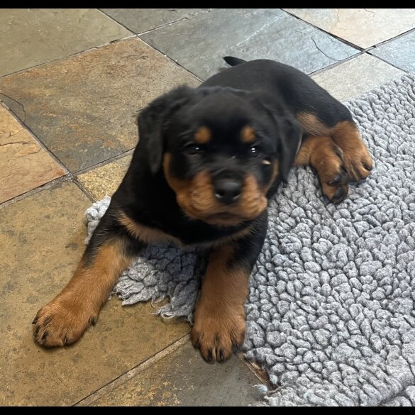Rottweiler