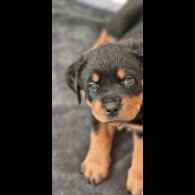 Rottweiler