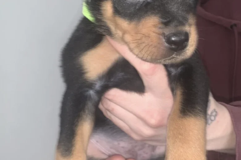 Rottweiler