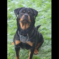 Rottweiler