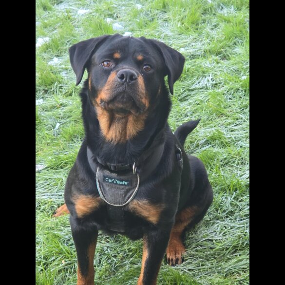 Rottweiler
