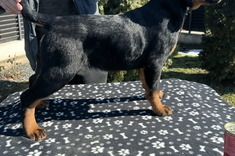Rottweiler