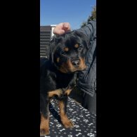 Rottweiler
