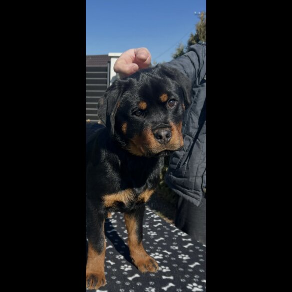Rottweiler