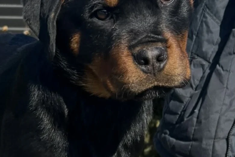 Rottweiler