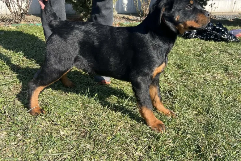 Rottweiler