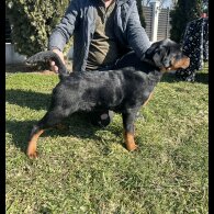 Rottweiler