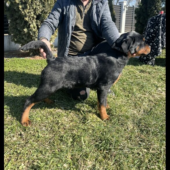 Rottweiler
