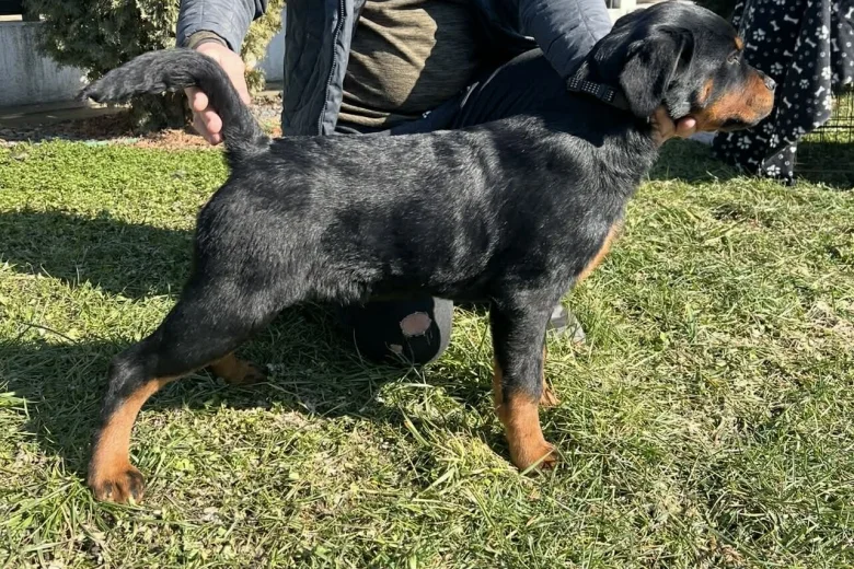 Rottweiler