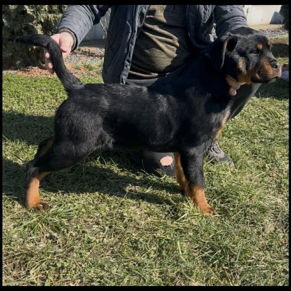 Rottweiler