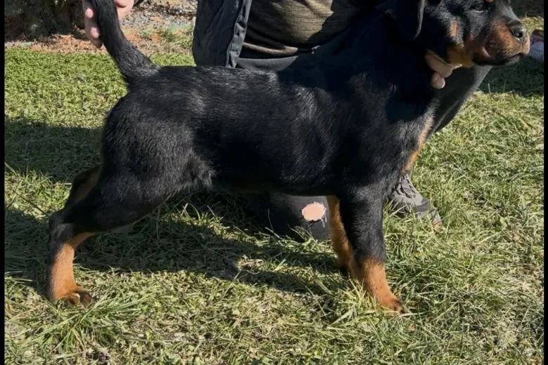 Rottweiler